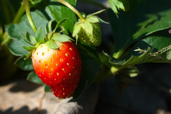 Świeże truskawki, truskawki w kosz w ogrodzie, zdrowe owoce — Zdjęcie stockowe