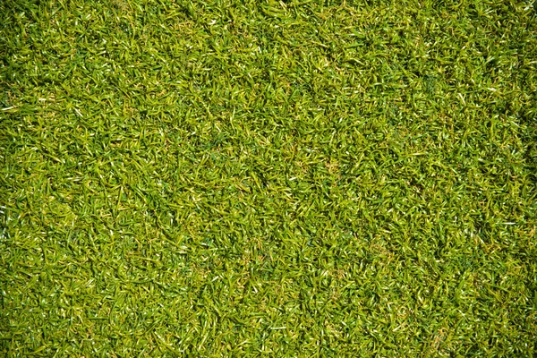 Green grass with empty area for text background. Nature background. — Stock Photo, Image