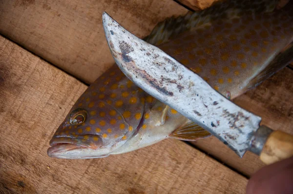Friss tengeri halból készült fa háttér, a háttér egészséges ételek. — Stock Fotó