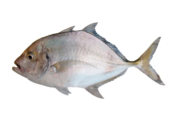 Färsk fisk från havet på vit bakgrund, hälsosamma livsmedel bakgrund. — Stockfoto