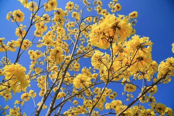 Fundal de flori galbene pe lumina soarelui sau zile meteorologice bune . — Fotografie, imagine de stoc