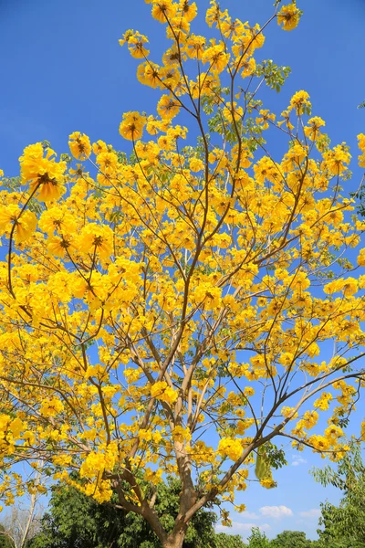 태양 빛에 좋은 날씨 일 노란 꽃 배경. — 스톡 사진