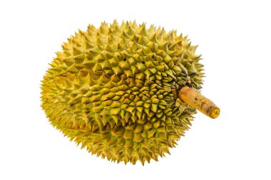 Durian fruit isolated on white background, Fresh fruit from orchard, King of fruit from Thailand, Many people like this fruit but some people din't like because so smell.