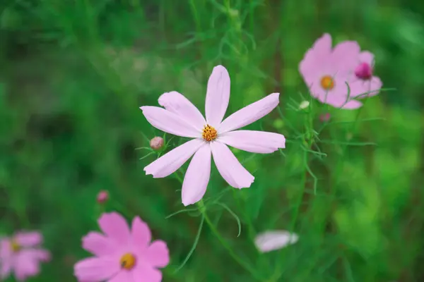 Blomma bakgrund för vintagestil, Thailand kosmos blomma, kosmos blomma blomma, närbild blomma i trädgården. — Stockfoto