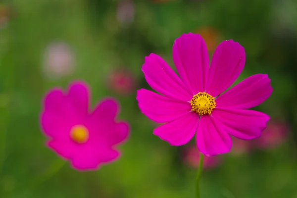 Blumenhintergrund für Vintage-Stil, thailändische Kosmos-Blume, Kosmos-Blume, Nahaufnahme Blume im Garten. — Stockfoto