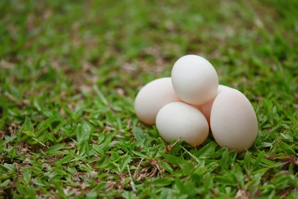 Ägg på gräs, färska ägg för matlagning eller råvara, färska ägg bakgrund. — Stockfoto