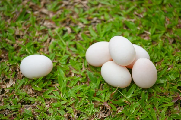 Ägg på gräs, färska ägg för matlagning eller råvara, färska ägg bakgrund. — Stockfoto