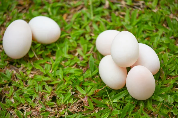 Uova su erba, uova fresche per la cottura o materia prima, fondo uova fresche . — Foto Stock