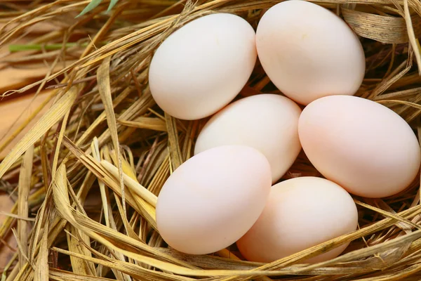 Uova in nido sulla natura, uova fresche per cottura o materia prima, fondo uova fresche . — Foto Stock