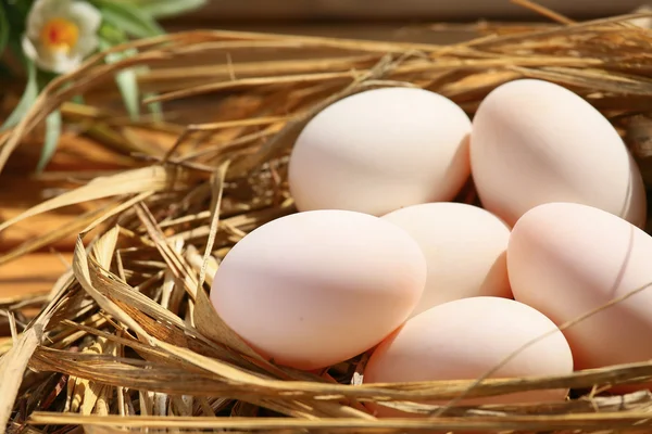 Doğa, taze yumurta pişirme veya ham madde, taze yumurta arka plan için yuvadaki yumurta. — Stok fotoğraf