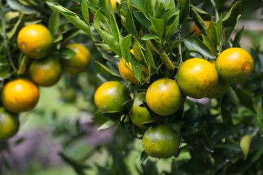 Taze berry veya üzüm ve turuncu arka plan, sağlıklı meyve kavramı, popüler meyve veya meyve Pazar.