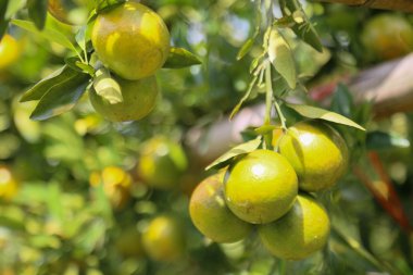 orchard, temiz meyve ya da popüler meyve arka plan, taze turuncu meyve tarım meyve bahçesi, taze meyve doğada meyve pazarı