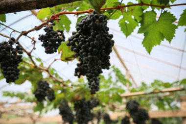 taze berry veya üzüm meyve bahçesi, temiz meyve ya da popüler meyve arka plan, tarım meyve bahçesi, taze meyve doğada meyve pazarı