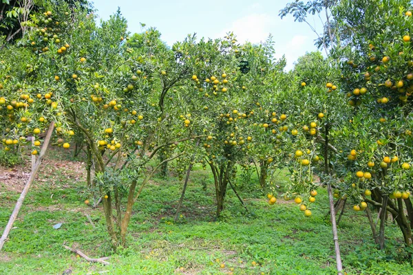 Fruta fresca de naranja en el huerto, fruta limpia o fondo de fruta popular, fruta de mercado de la huerta agrícola, fruta fresca en la naturaleza —  Fotos de Stock