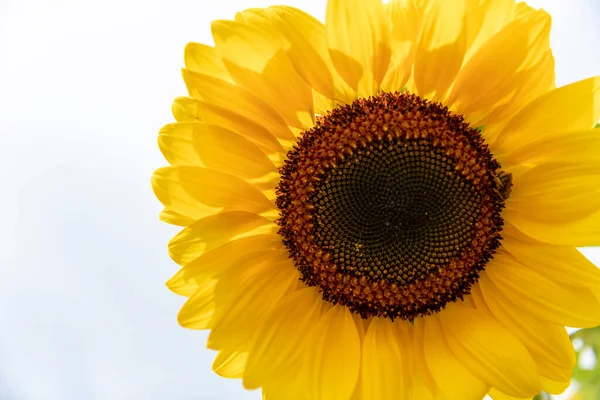 large sunflower on white background