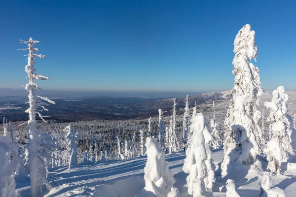 Sculture astratte di neve a forma di vento e tempo attaccate agli alberi sul Monte Lusen — Foto Stock