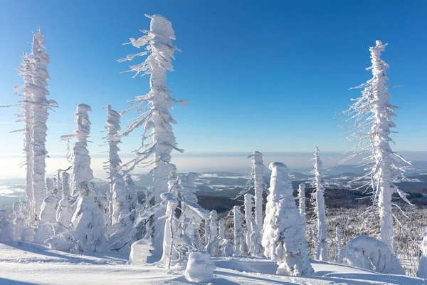 Sculture astratte di neve a forma di vento e tempo attaccate agli alberi sul Monte Lusen — Foto Stock