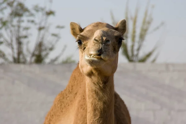 Retrato de camelo com cabeça e parte superior do corpo — Fotografia de Stock