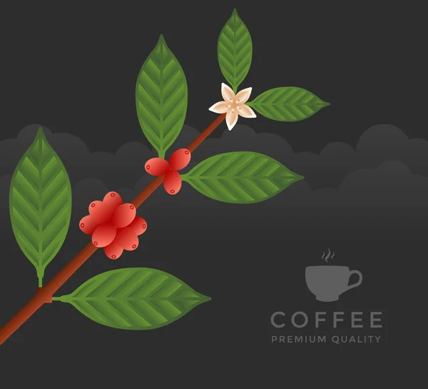 Rama de árbol de café — Vector de stock