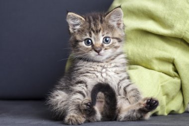 Küçük yavru kedi rahip üzerinde oturur ve önde görünüyor. Bir soru işareti şeklinde kuyruk
