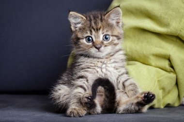 Küçük yavru kedi rahip üzerinde oturur ve önde görünüyor. Bir soru işareti şeklinde kuyruk