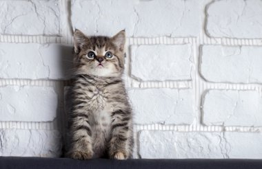 Arka plan beyaz tuğla duvar üzerinde yavru kedi