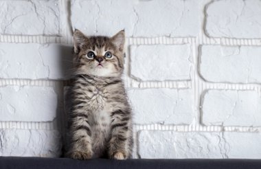 Kitten on a background of a white brick wall clipart