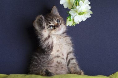 Papatya çiçeği ile oynarken küçük kedi yavrusu