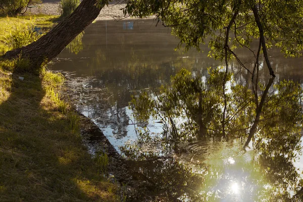 Hojas de reflexión en el agua — Foto de Stock