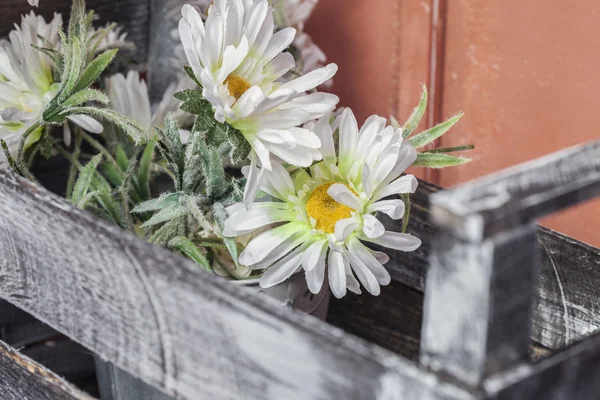 Gänseblümchen im alten Holzkasten — Stockfoto