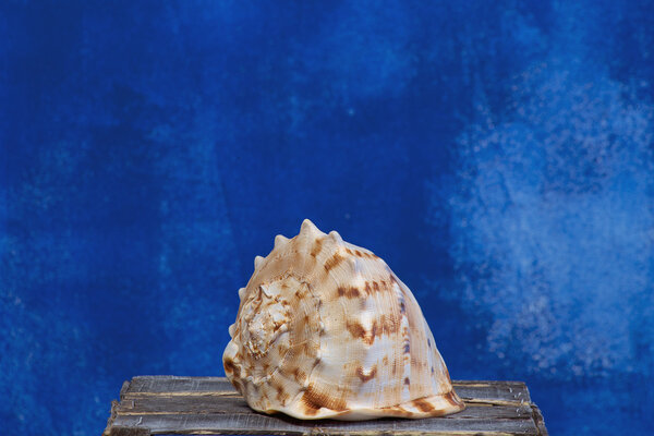 Giant sea shell isolated on a blue background