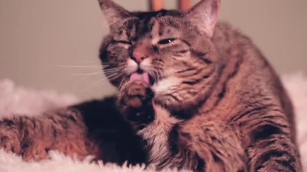 一只漂亮的家猫用粉红的舌头清洁自己 特写是一只灰色的猫 眼睛闭着 一边舔一边洗枕头 — 图库视频影像