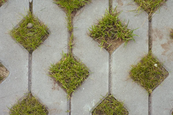 緑の草でスラブを舗装する背景 歩道の石のタイル — ストック写真