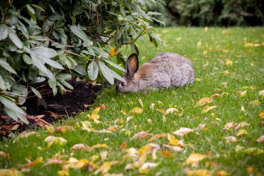 Gri yaban tavşanı sonbahar parkında düşmüş sarı yapraklı yeşil çimlerde