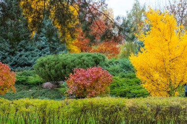 Sabahın ilk ışıklarındaki muhteşem sonbahar ormanı. Ağaçların arasında kırmızı ve sarı yapraklar. Altın Orman manzarası.