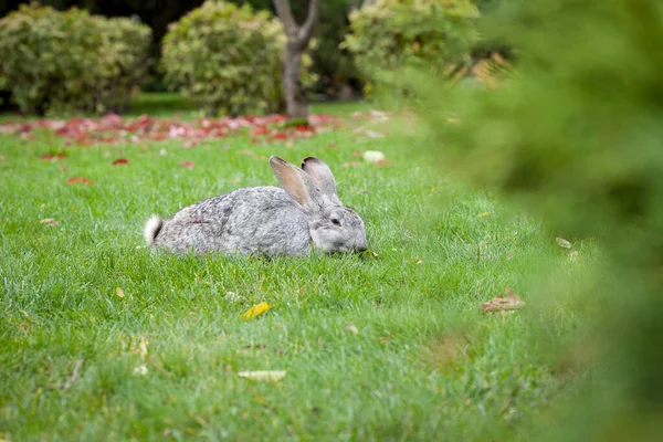 Grauer Wildhase Auf Grünem Gras Mit Abgefallenen Gelben Blättern Herbstpark — Stockfoto