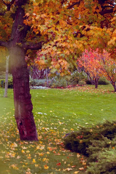 Niesamowity Jesienny Las Porannym Słońcu Czerwone Żółte Liście Drzewach Terenie — Zdjęcie stockowe
