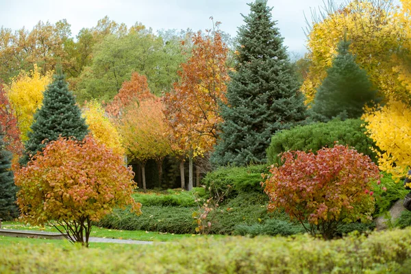 Niesamowity Jesienny Las Porannym Słońcu Czerwone Żółte Liście Drzewach Terenie — Zdjęcie stockowe
