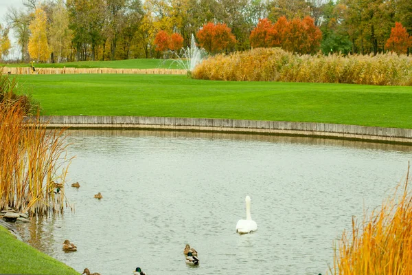 高尔夫球场上的池塘白天鹅和白鸭在池塘里游泳 — 图库照片
