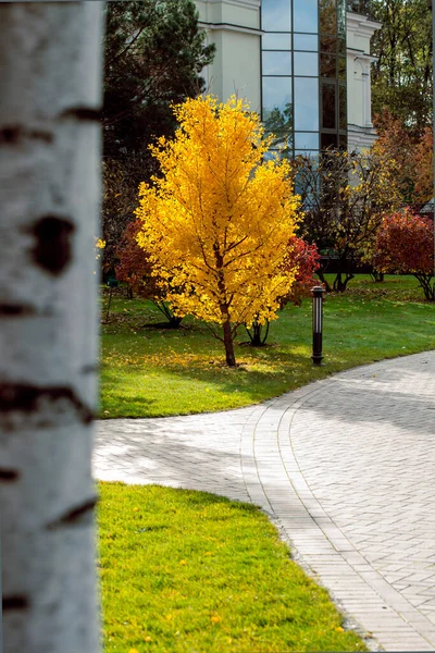 Piękny Jesienny Krajobraz Żółtymi Drzewami Słońcem Kolorowe Liście Parku Spadające — Zdjęcie stockowe