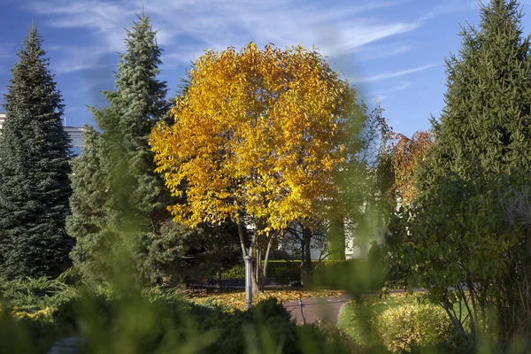 Piękny Jesienny Krajobraz Żółtymi Drzewami Słońcem Kolorowe Liście Parku Spadające — Zdjęcie stockowe