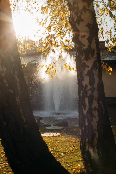 Fontana Nel Parco Autunnale Attraverso Tronchi Betulla Sole Posteriore — Foto Stock