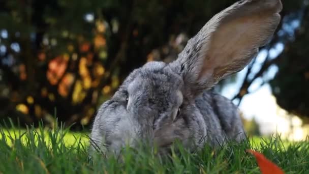 Gri Güzel Bir Tavşanın Yeşil Bir Çimenlikte Yemek Yemesi Tavşan — Stok video