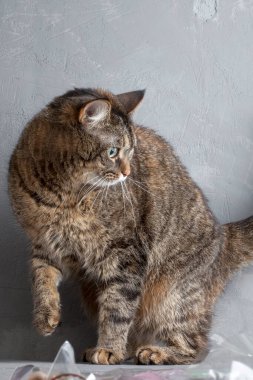 Kedi grunge arka planda oturur ve kızgın bir yüzle kameraya bakar. Boşluğu kopyala.