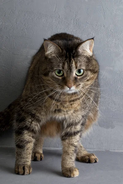 猫はグランジの背景に座り 怒った顔でカメラを覗き込む スペースのコピー — ストック写真