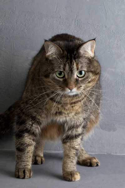 Gato Sienta Sobre Fondo Grunge Mira Cámara Con Una Cara — Foto de Stock