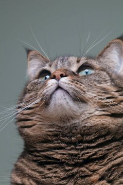 Esneyen kedimin dijital portresi katı yeşil bir arka planda. Bulanık odak