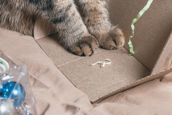 Banner about pets, gray paws of a cat. Cat paws with short hair close-up.