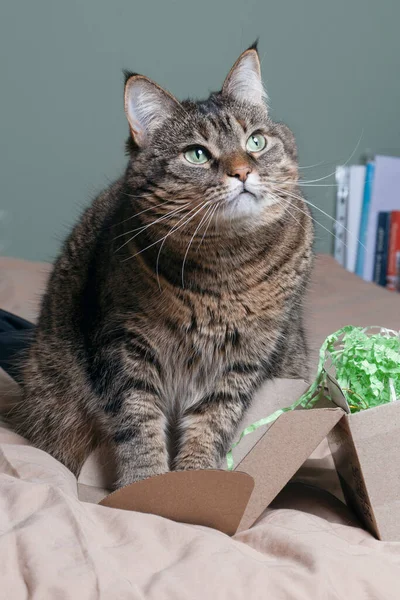 Gato Gris Sienta Cerca Una Caja Con Decoraciones Navidad Serpentina —  Fotos de Stock