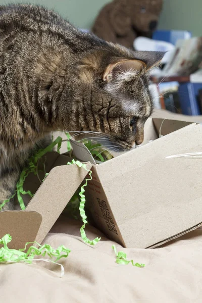 Szary Kot Siedzi Pobliżu Pudełka Dekoracji Świątecznych Serpentyny — Zdjęcie stockowe